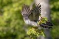Kukavica_Common_cuckoo_55.jpg