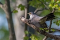 Kukavica_Common_cuckoo_56.jpg