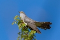 Kukavica_Common_cuckoo_57.jpg