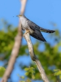 Kukavica_Common_cuckoo_58.jpg