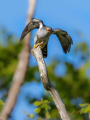 Kukavica_Common_cuckoo_59.jpg