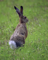 Kunec_Rabbit_06.jpg