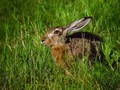 Kunec_Rabbit_10.jpg