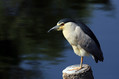 Kvakac_Night_heron_010.jpg