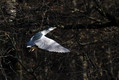 Kvakac_Night_heron_011.jpg