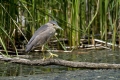 Kvakac_Night_heron_015.jpg