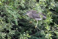 Kvakac_Night_heron_017.jpg