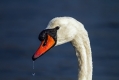 Labod_grbec_Mute_swan_Cygnus_olor_Plovci_Anatidae_11.jpg