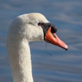 Labod_grbec_Mute_swan_Cygnus_olor_Plovci_Anatidae_12.jpg