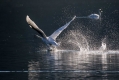 Labod_grbec_Mute_swan_Cygnus_olor_Plovci_Anatidae_13.jpg