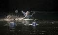 Labod_grbec_Mute_swan_Cygnus_olor_Plovci_Anatidae_17.jpg