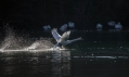 Labod_grbec_Mute_swan_Cygnus_olor_Plovci_Anatidae_19.jpg
