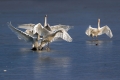 Labod_grbec_Mute_swan_Cygnus_olor_Plovci_Anatidae_21.jpg