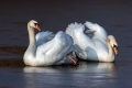 Labod_grbec_Mute_swan_Cygnus_olor_Plovci_Anatidae_22.jpg