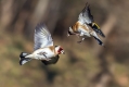 Liscek_Goldfinch_Carduelis_chloris_Scinkavci_Fringillidae_16.jpg