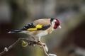 Liscek_Goldfinch_Carduelis_chloris_Scinkavci_Fringillidae_17.jpg