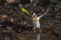 Liscek_Goldfinch_Carduelis_chloris_Scinkavci_Fringillidae_18.jpg