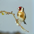 Liscek_Goldfinch_Carduelis_chloris_Scinkavci_Fringillidae_19.jpg