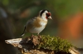 Liscek_Goldfinch_Carduelis_chloris_Scinkavci_Fringillidae_22.jpg