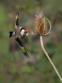 Liscek_Goldfinch_Carduelis_chloris_Scinkavci_Fringillidae_23.jpg