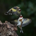 Liscek_Goldfinch_Carduelis_chloris_Scinkavci_Fringillidae_24.jpg