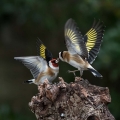 Liscek_Goldfinch_Carduelis_chloris_Scinkavci_Fringillidae_25.jpg
