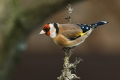 Liscek_Goldfinch_Carduelis_chloris_Scinkavci_Fringillidae_27.jpg