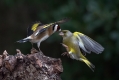 Liscek_Goldfinch_Carduelis_chloris_Scinkavci_Fringillidae_28.jpg