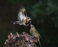 Liscek_Goldfinch_Carduelis_chloris_Scinkavci_Fringillidae_29.jpg