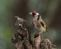 Liscek_Goldfinch_Carduelis_chloris_Scinkavci_Fringillidae_31.jpg