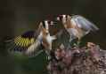 Liscek_Goldfinch_Carduelis_chloris_Scinkavci_Fringillidae_34.jpg