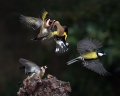 Liscek_Goldfinch_Carduelis_chloris_Scinkavci_Fringillidae_36.jpg