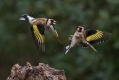 Liscek_Goldfinch_Carduelis_chloris_Scinkavci_Fringillidae_42.jpg