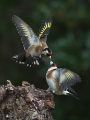 Liscek_Goldfinch_Carduelis_chloris_Scinkavci_Fringillidae_44.jpg
