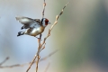 Liscek_Goldfinch_Carduelis_chloris_Scinkavci_Fringillidae_49.jpg
