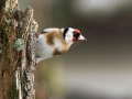Liscek_Goldfinch_Carduelis_chloris_Scinkavci_Fringillidae_51.jpg
