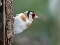 Liscek_Goldfinch_Carduelis_chloris_Scinkavci_Fringillidae_55.jpg