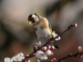Liscek_Goldfinch_Carduelis_chloris_Scinkavci_Fringillidae_57.jpg