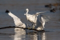 Mala_bela_caplja_Egretta_garzetta_40.jpg