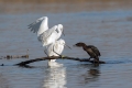 Mala_bela_caplja_Egretta_garzetta_41.jpg