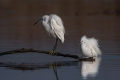Mala_bela_caplja_Egretta_garzetta_46.jpg