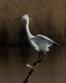 Mala_bela_caplja_Egretta_garzetta_49.jpg