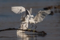 Mala_bela_caplja_Egretta_garzetta_53.jpg