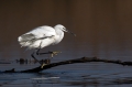 Mala_bela_caplja_Egretta_garzetta_54.jpg