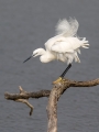 Mala_bela_caplja_Egretta_garzetta_64.jpg