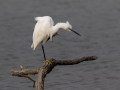 Mala_bela_caplja_Egretta_garzetta_66.jpg