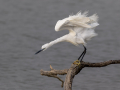 Mala_bela_caplja_Egretta_garzetta_67.jpg