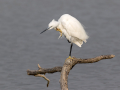 Mala_bela_caplja_Egretta_garzetta_68.jpg