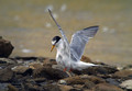 Mala_cigra_Little_tern_07.jpg