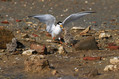 Mala_cigra_Little_tern_09.jpg